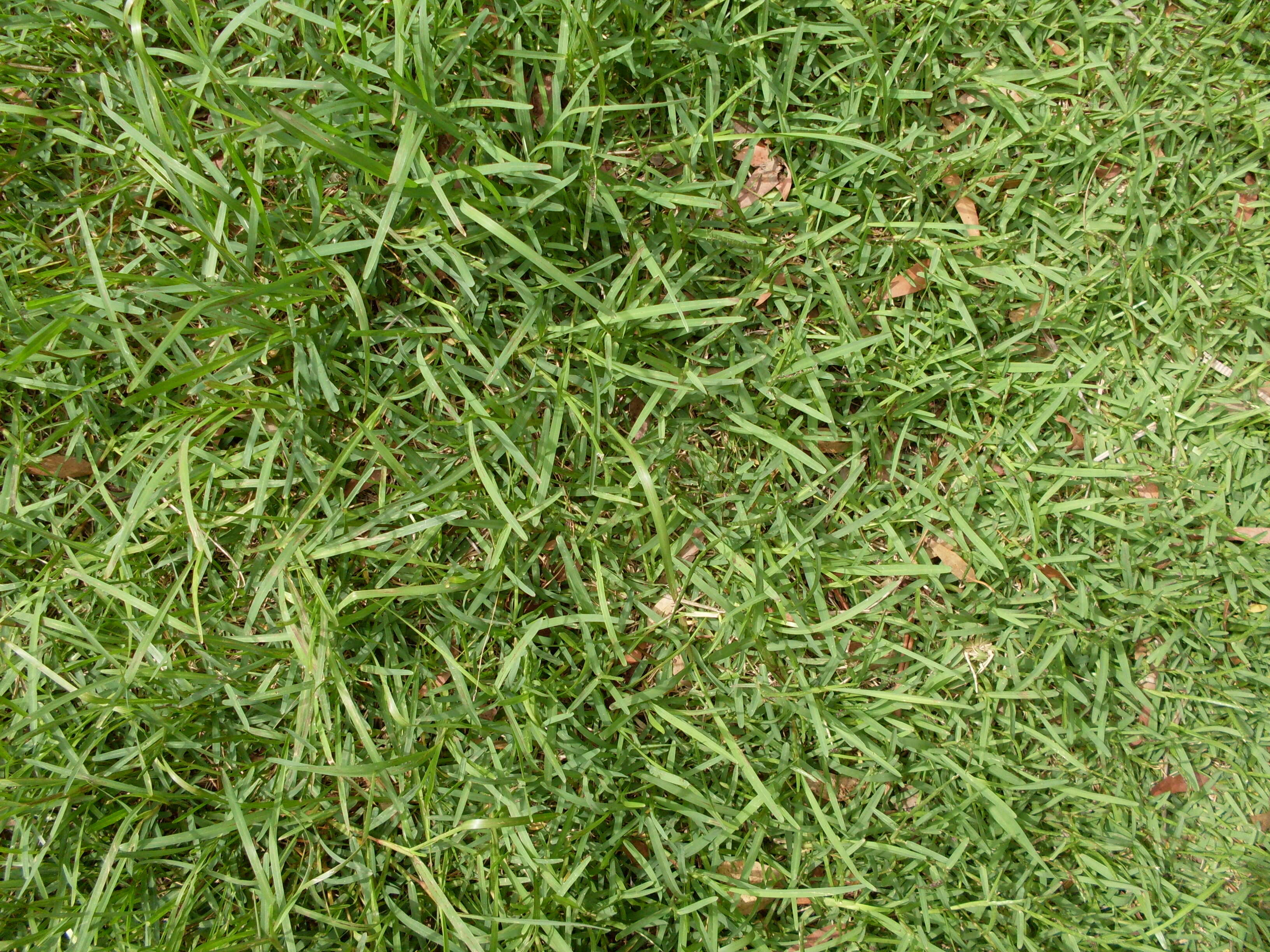 Image of St. Augustine grass