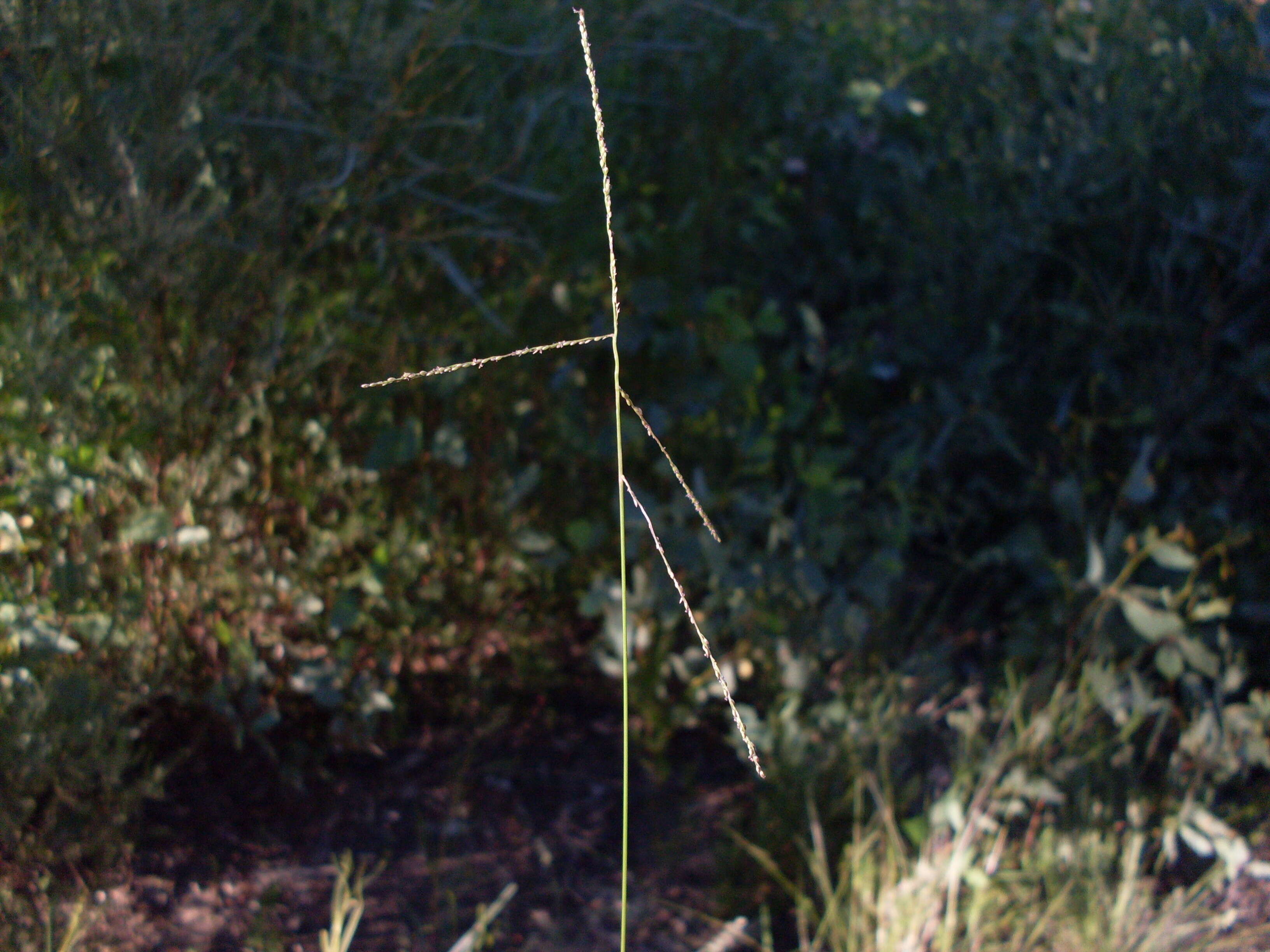 Image of Digitaria ramularis (Trin.) Henrard