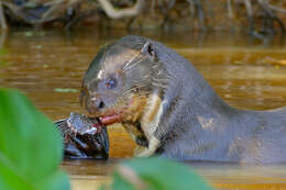 Image of giant otter