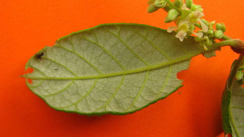 صورة Trigoniaceae