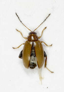 Image of Tansy Ragwort Flea Beetle