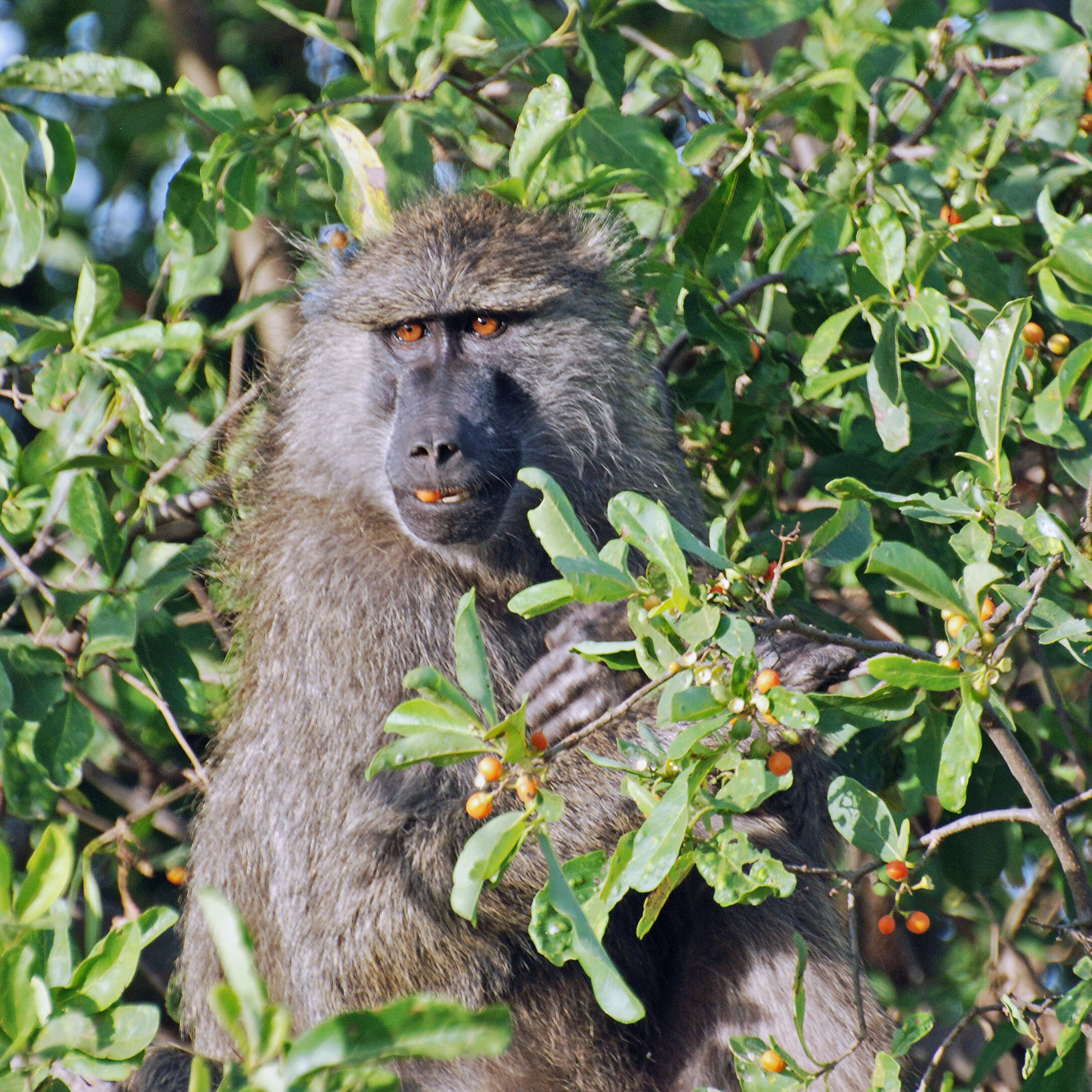 Image of Anubis Baboon