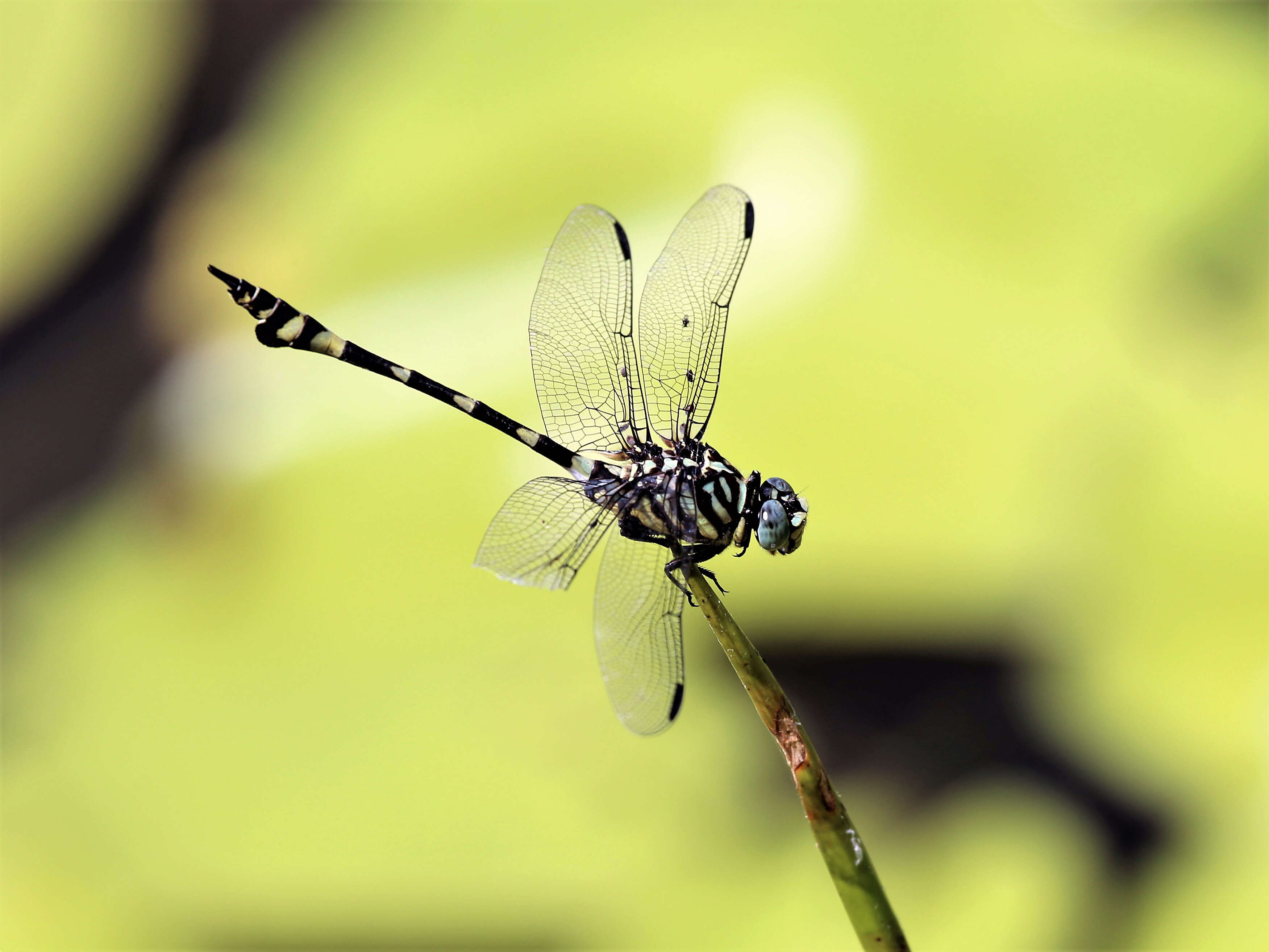 Image of Ictinogomphus Cowley 1934