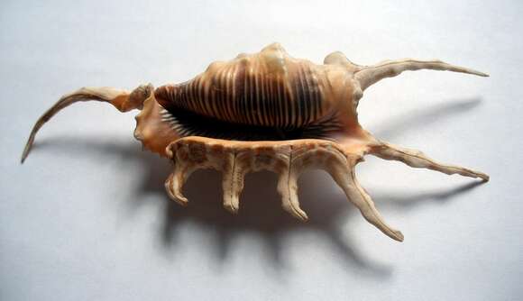 Image of spider conch