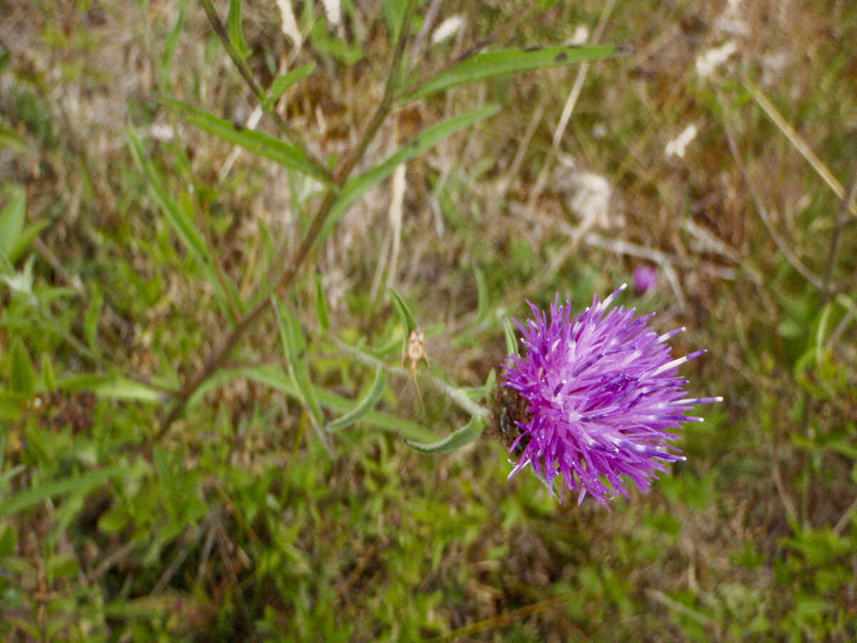 Image of knapweed