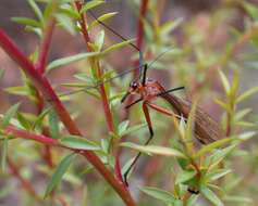 Image of hangingflies