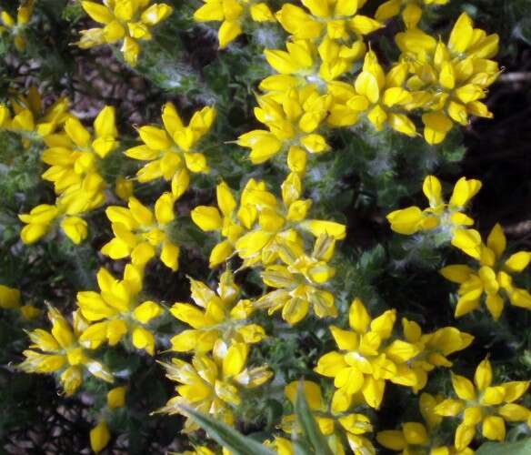 صورة Genista germanica L.