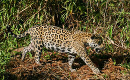 Image of Jaguar