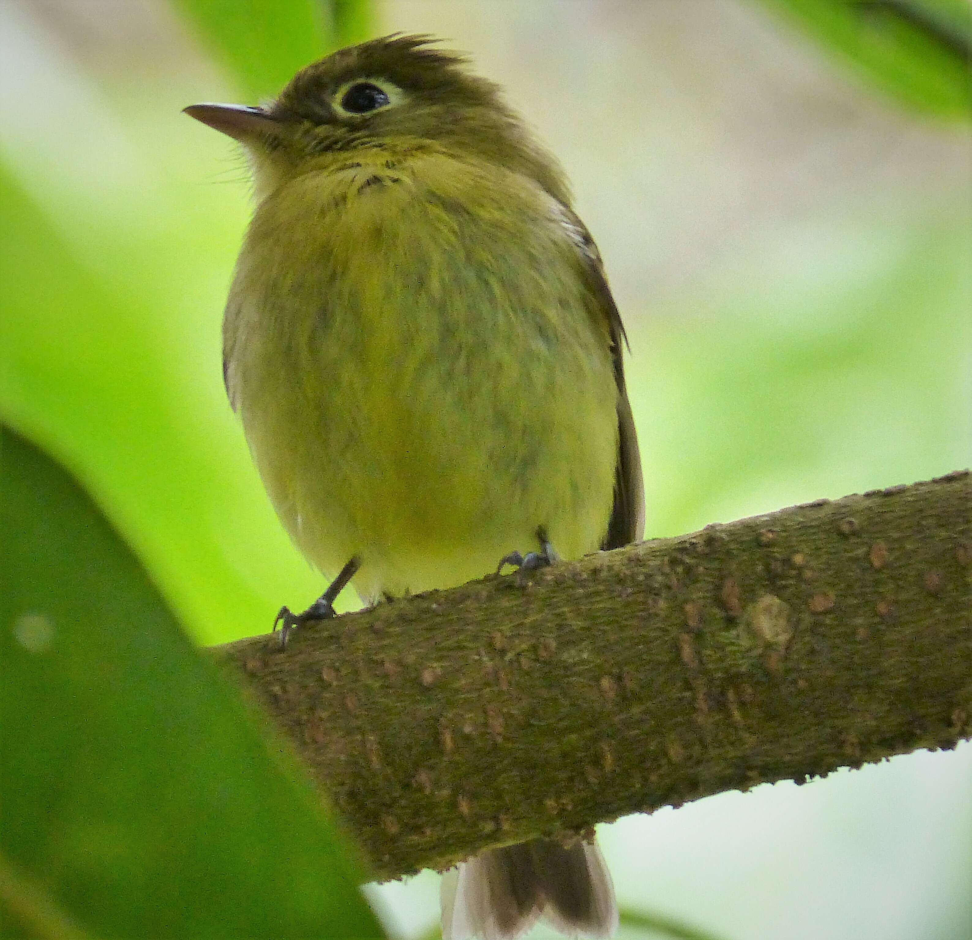 Image of Elaenia Sundevall 1836