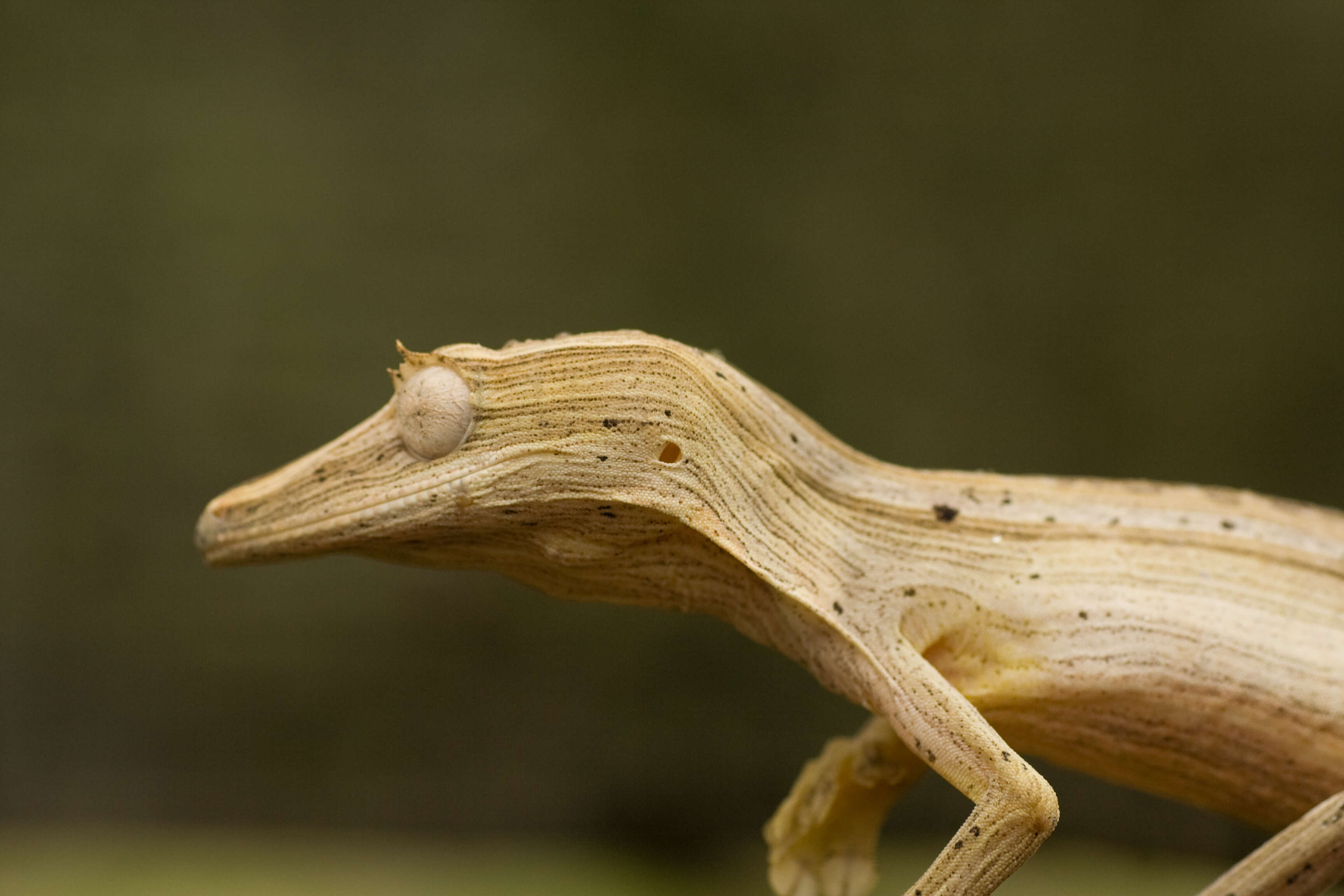 Image of Flat-tail geckos