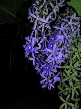 Image of Petrea volubilis