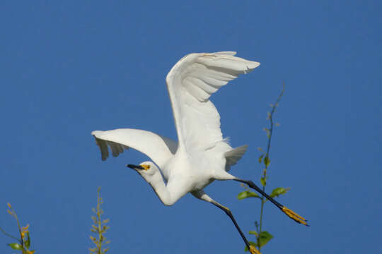 Image of Egretta Forster & T 1817