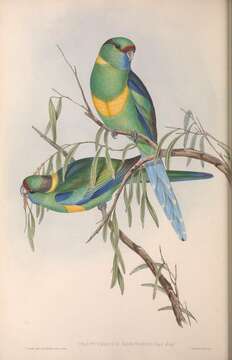 Image of Barnardius zonarius barnardi (Vigors & Horsfield 1827)