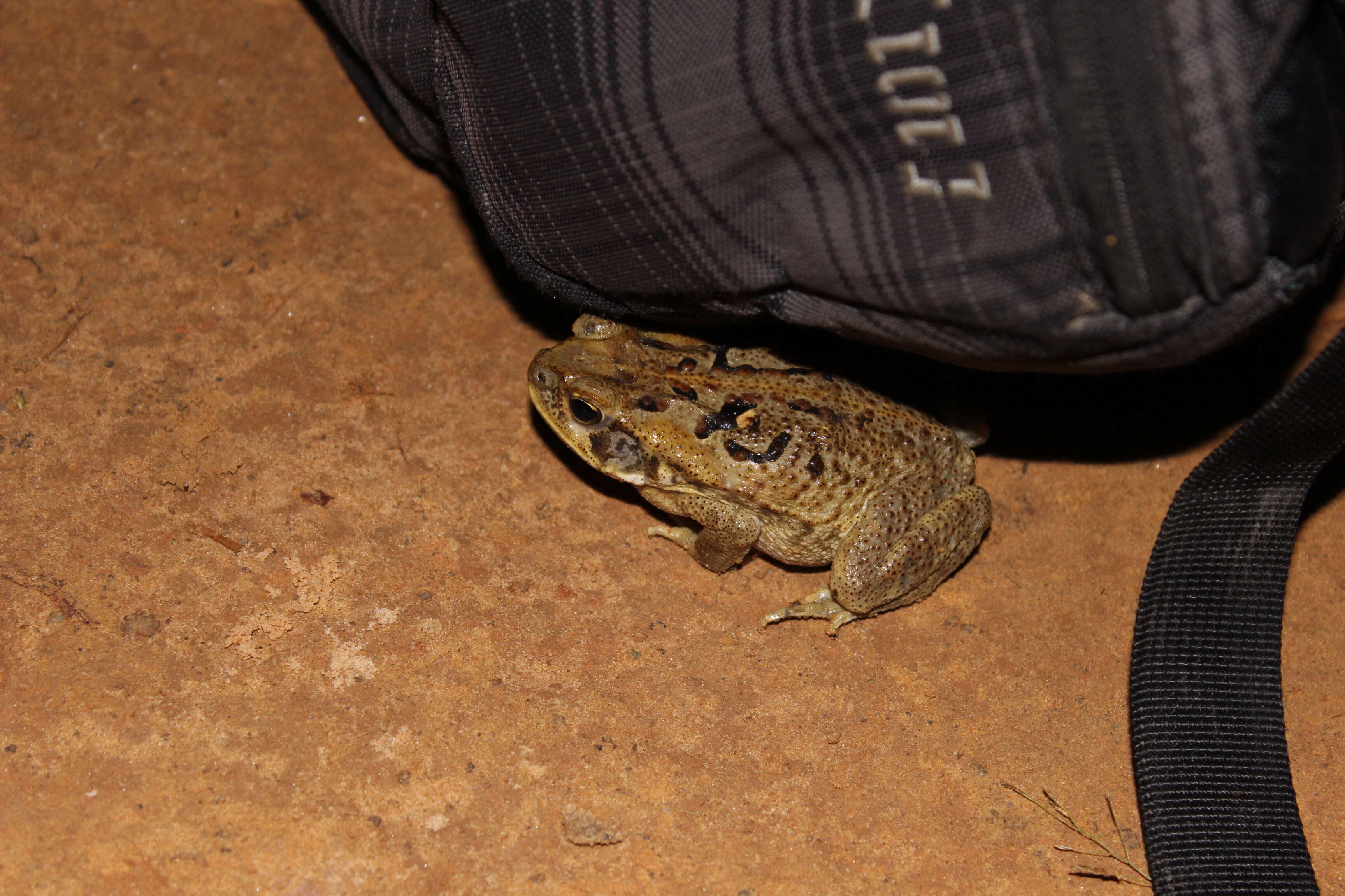 Image of beaked toads