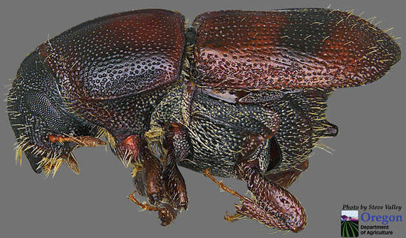 Image of Banded Elm Bark Beetle