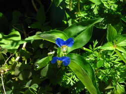 Image of dayflower