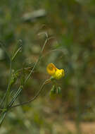 Lathyrus annuus L. resmi