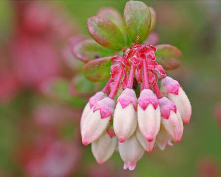 Image de Vaccinium myrsinites Lam.