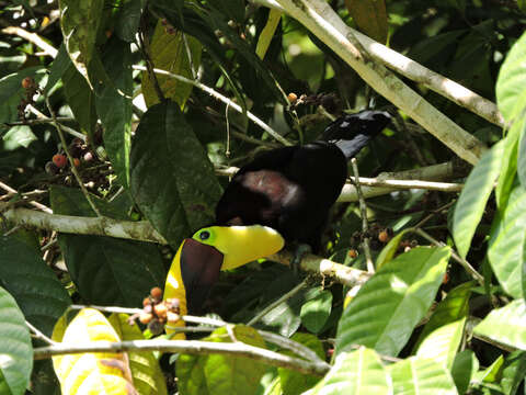 Image of Pubescent Sorocea (tree)