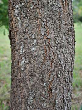 Plancia ëd Stryphnodendron adstringens (Mart.) Coville