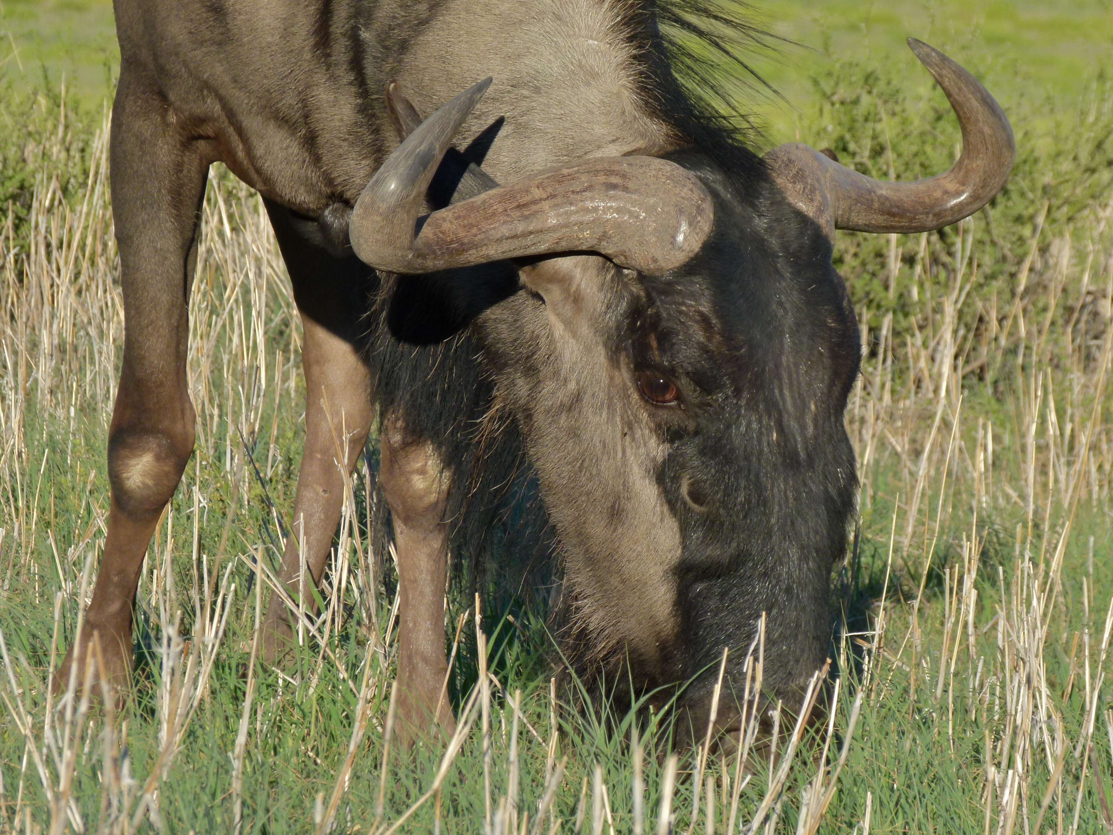 Image of wildebeest