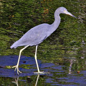 Image of Little Blue Heron