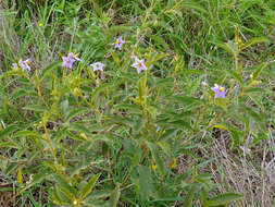 Image of Solanum campylacanthum Hochst. ex A. Rich.