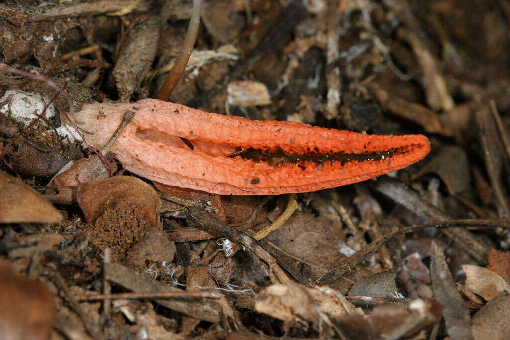 Imagem de Pseudocolus fusiformis (E. Fisch.) Lloyd 1909