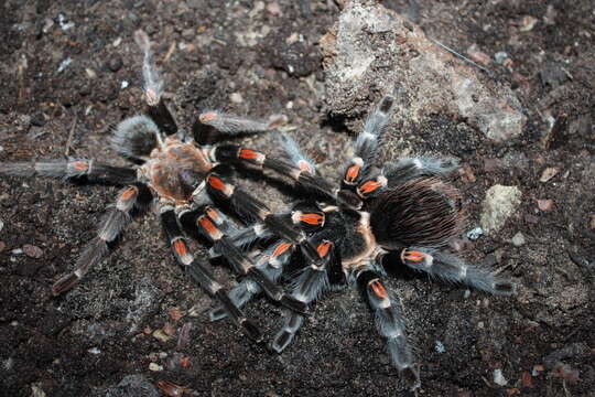 Image of Mexican flameknee tarantula