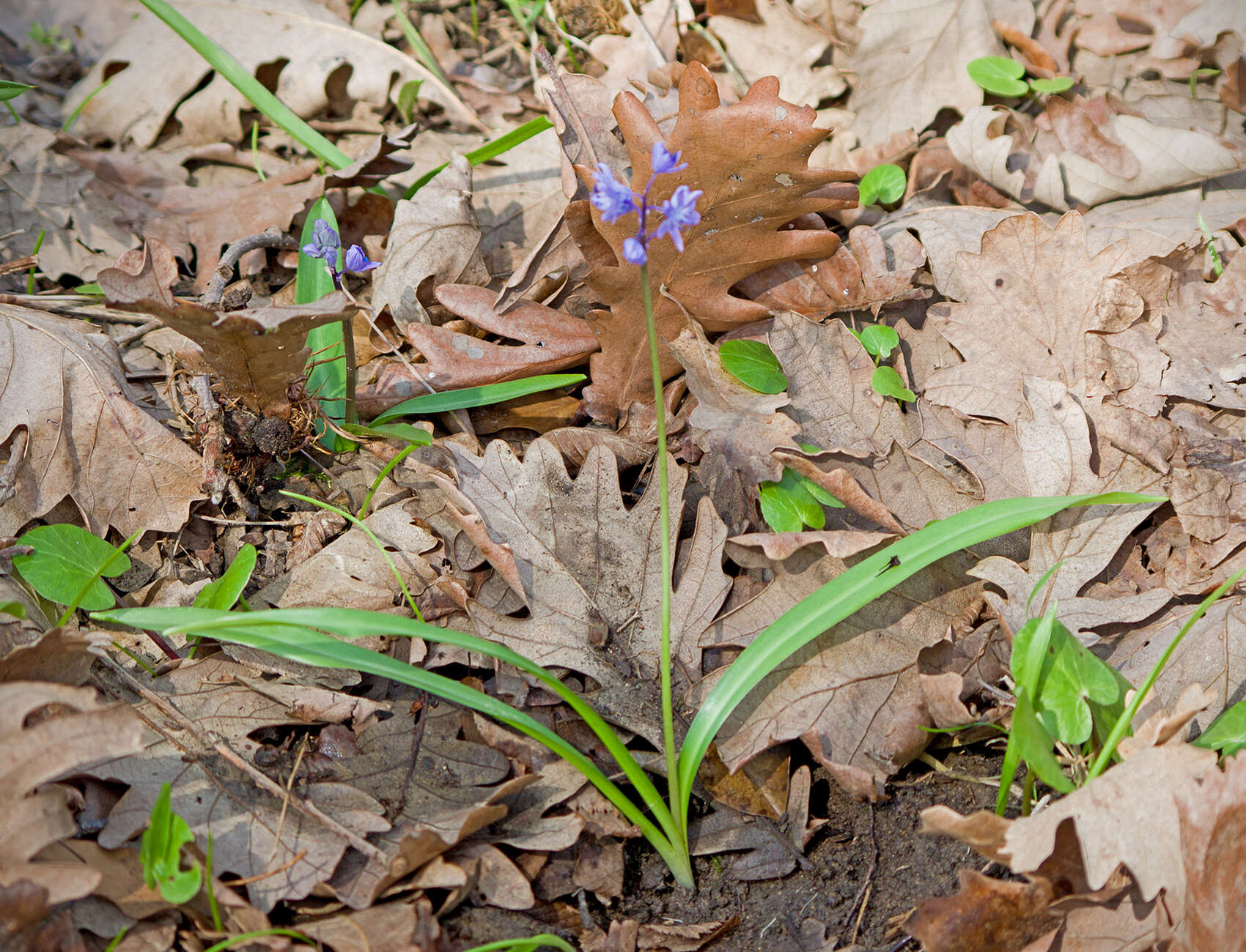 Image of Scilla bithynica Boiss.