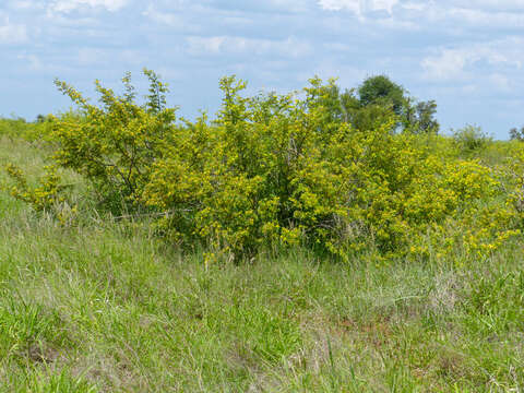 Image of Asegaai wood