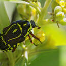 Image of Fiddler Beetle