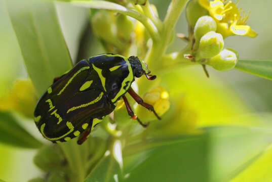 Image of flower chafers (beetles)