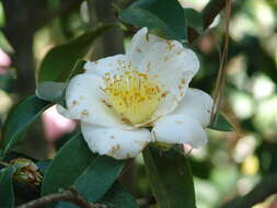 Image of camellia