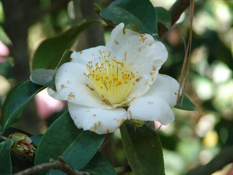 Слика од Camellia japonica L.