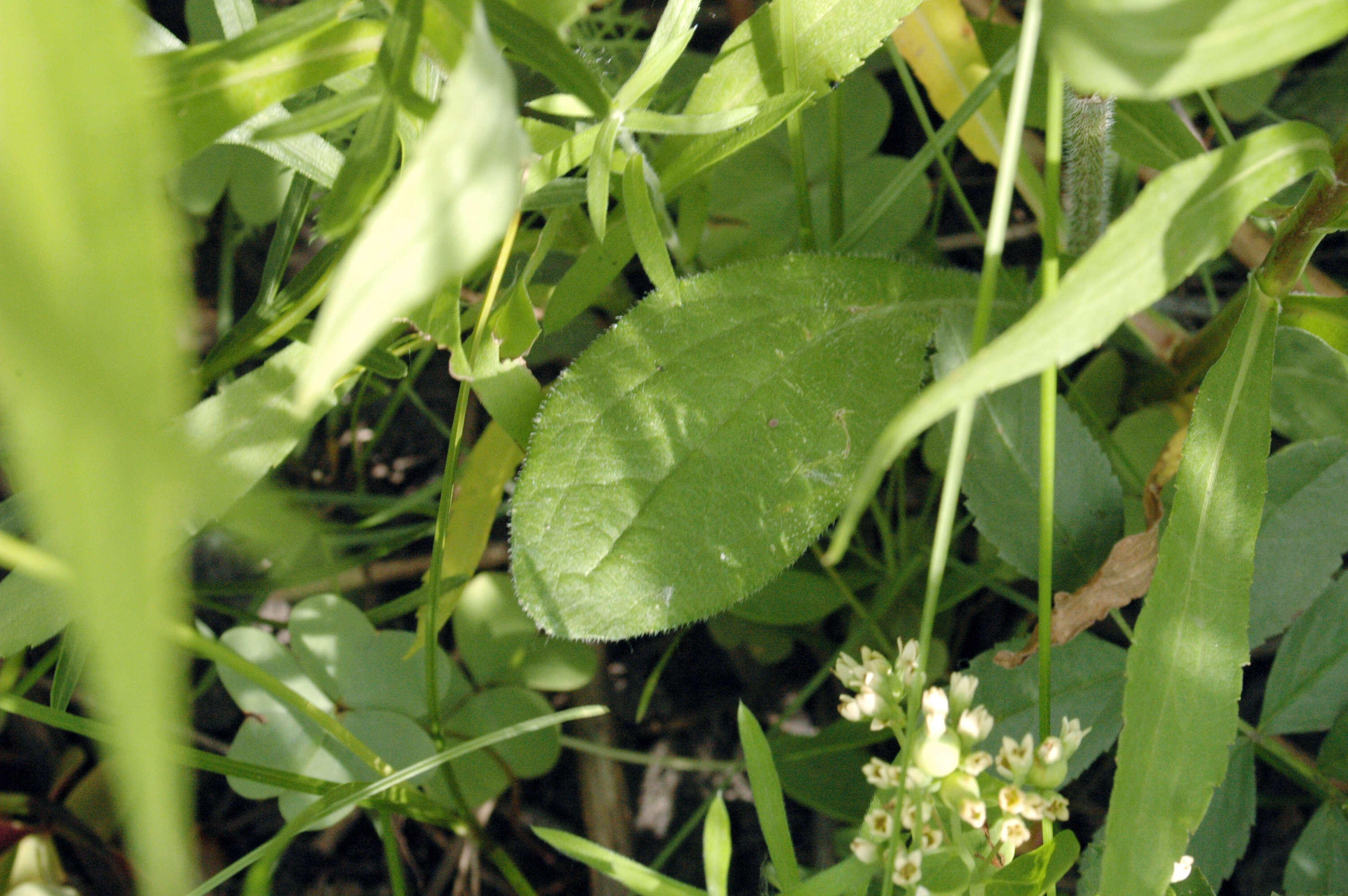 Image of coneflower