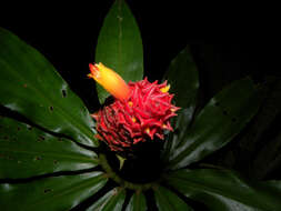 Image of Costus ricus Maas & H. Maas