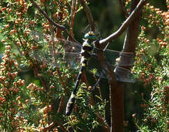 Image of Shining macromia dragonfly