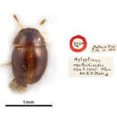 Image de Aglyptinus agathidioides