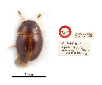 Image of Aglyptinus