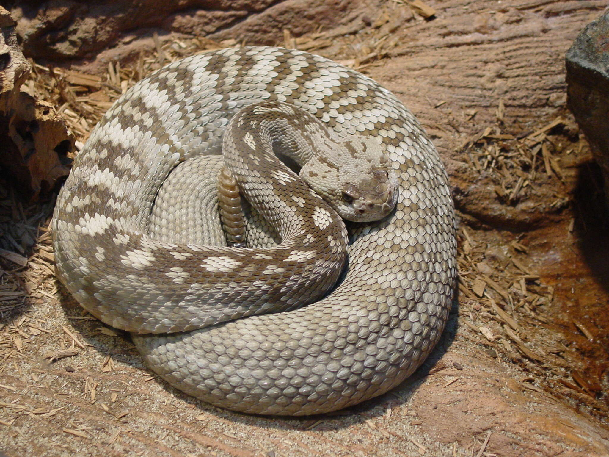 Image of Crotalus molossus molossus Baird & Girard 1853