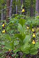 Image of Slipper orchids