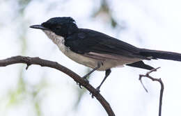 Image of Restless Flycatcher