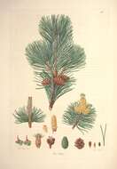 Image of Pine