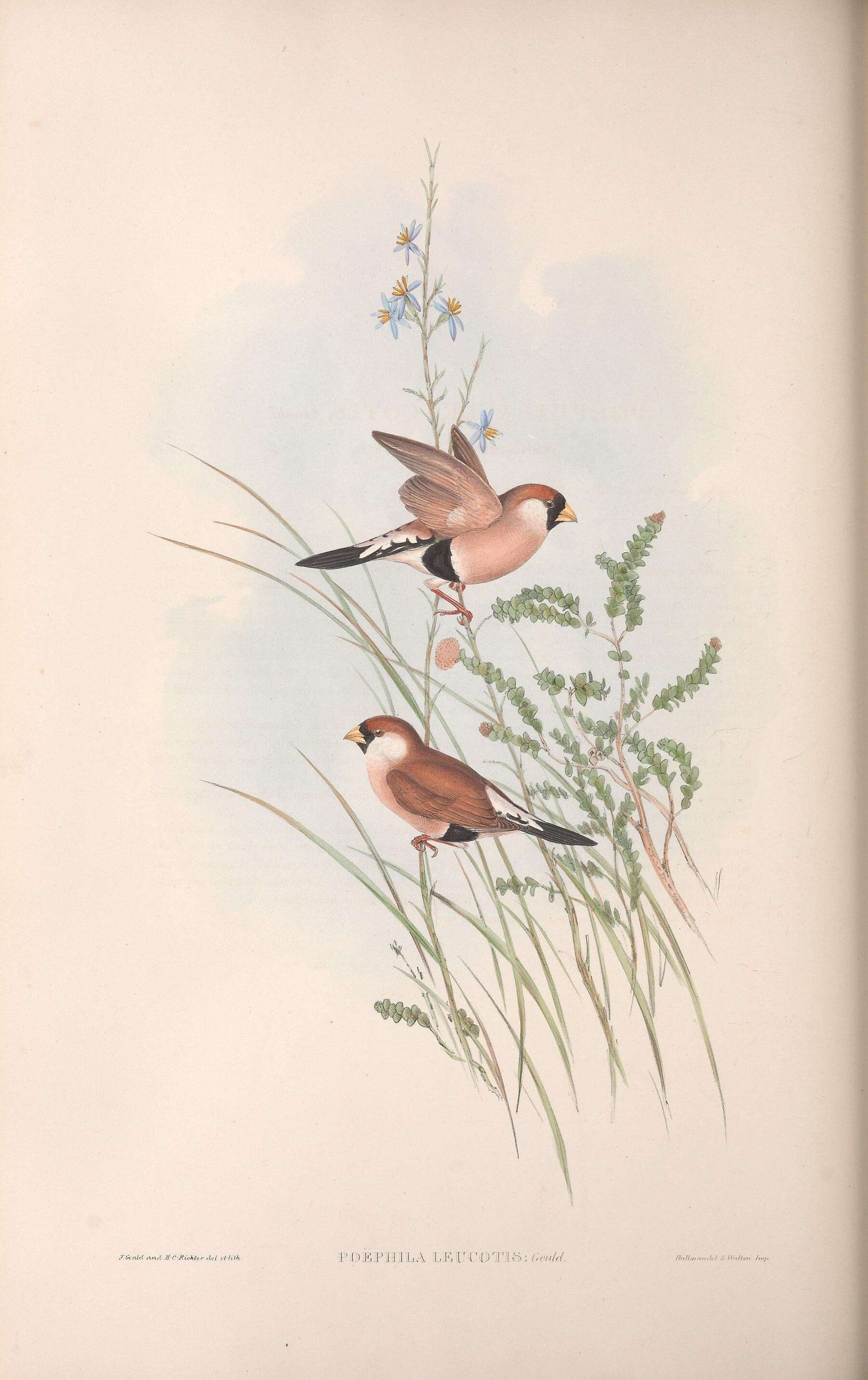 Image of Poephila personata leucotis Gould 1847