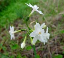 Image of daffodil