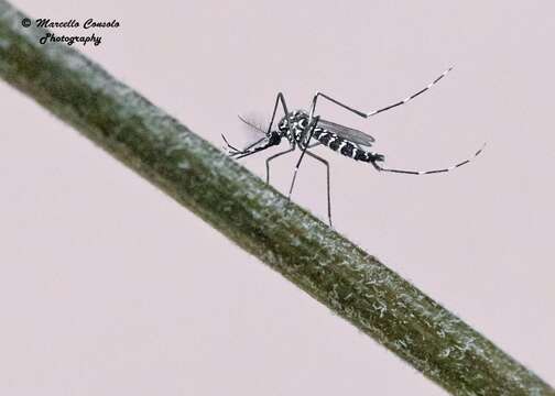 Image of mosquito