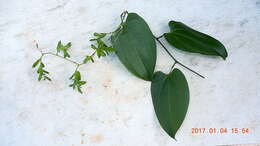 Image of Dioscorea marginata Griseb.