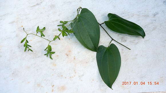 Dioscorea marginata Griseb.的圖片