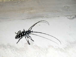 Image of Asian Longhorned Beetle